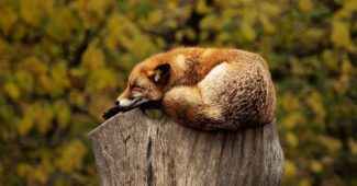 renard-endormi-sommeil