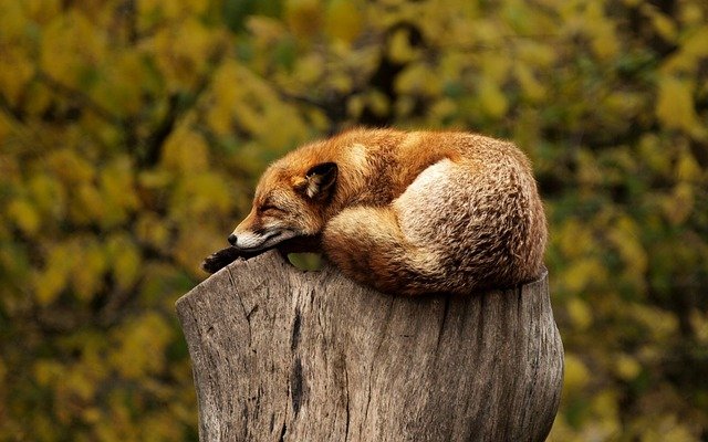 renard-endormi-sommeil